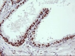 TRIM38 Antibody (OTI113D3), Novus Biologicals 0.1mL; Unlabeled:Antibodies,
