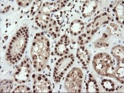 TRIM38 Antibody (OTI113D3), Novus Biologicals 0.1mL; Unlabeled:Antibodies,
