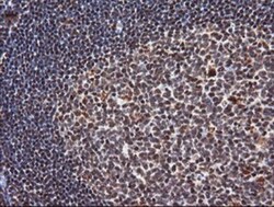 TRIM38 Antibody (OTI113D3), Novus Biologicals 0.1mL; Unlabeled:Antibodies,
