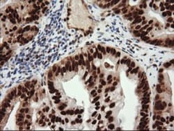 TRIM38 Antibody (OTI113D3), Novus Biologicals 0.1mL; Unlabeled:Antibodies,