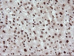 TRIM38 Antibody (OTI113D3), Novus Biologicals 0.1mL; Unlabeled:Antibodies,