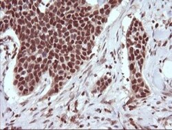TRIM38 Antibody (OTI113D3), Novus Biologicals 0.1mL; Unlabeled:Antibodies,