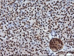 TRIM38 Antibody (OTI113D3), Novus Biologicals 0.1mL; Unlabeled:Antibodies,