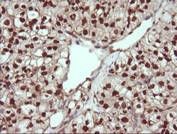 TRIM38 Antibody (OTI113D3), Novus Biologicals 0.1mL; Unlabeled:Antibodies,