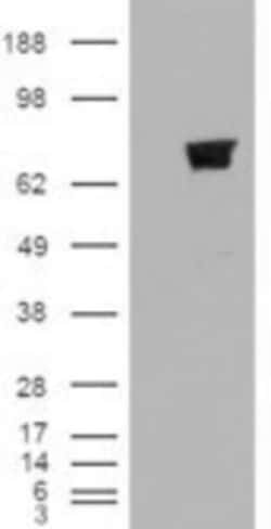TRIM3/BERP Antibody, Novus Biologicals 0.1mg; Unlabeled:Antibodies, Polyclonal