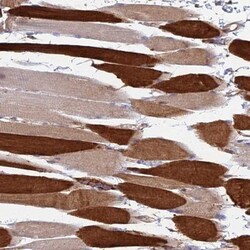 TRIM43 Antibody, Novus Biologicals:Antibodies:Primary Antibodies