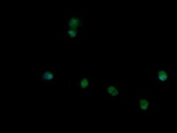 TRIM45 Antibody (OTI3G3), Novus Biologicals 0.1mL; Unlabeled:Antibodies,