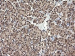 TRIM45 Antibody (OTI3G3), Novus Biologicals 0.1mL; Unlabeled:Antibodies,