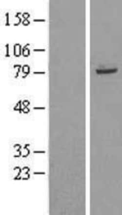 Novus Biologicals™ TRIM56 Overexpression Lysate