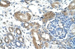 TRIM59 Antibody, Novus Biologicals 100 ul; Unconjugated:Antibodies, Polyclonal