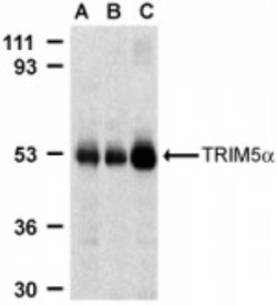 TRIM5 alpha Antibody - BSA Free, Novus Biologicals 0.025 mg, Unconjugated:Antibodies,