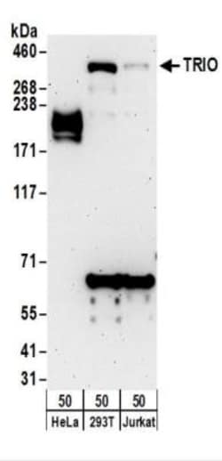 TRIO Antibody, Novus Biologicals 100 &mu;L | Buy Online | Novus Biologicals | Fisher Scientific