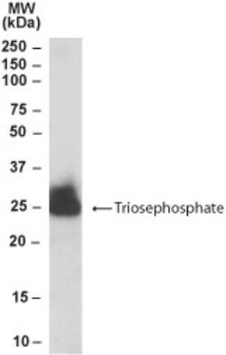 Triosephosphate isomerase Antibody, Novus Biologicals 0.1mg; Unlabeled:Antibodies,