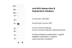 TRIP1 Antibody, Novus Biologicals 100 &mu;L | Buy Online | Novus Biologicals | Fisher Scientific