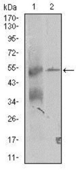 TRIP6 Antibody (6H4) - BSA Free, Novus Biologicals 0.1mL; Unlabeled:Antibodies,