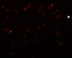 TRIP6 Antibody - BSA Free, Novus Biologicals 0.025 mg, Unconjugated:Antibodies,