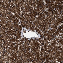 Tripeptidyl peptidase II Antibody, Novus Biologicals:Antibodies:Primary