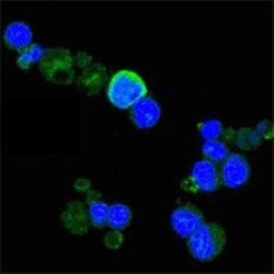 TrkA Antibody (6B2), Novus Biologicals 0.1mL; Unlabeled:Antibodies, Monoclonal
