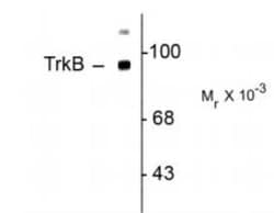 TrkB Antibody, Novus Biologicals 0.1mL; Unlabeled:Antibodies, Polyclonal