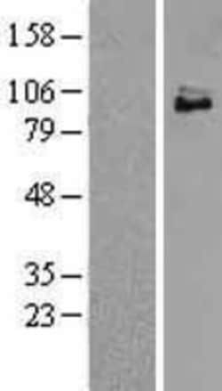 Novus Biologicals&trade;&nbsp;TrkC Overexpression Lysate
