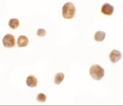 TRMT12 Antibody - BSA Free, Novus Biologicals 0.1mg; Unlabeled:Antibodies,