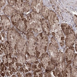 CENPP Antibody, Novus Biologicals:Antibodies:Primary Antibodies