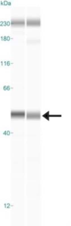 CENPP Antibody, Novus Biologicals:Antibodies:Primary Antibodies