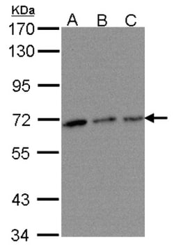 TROVE2 Antibody, Novus Biologicals 0.1mL; Unlabeled:Antibodies, Polyclonal