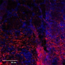 TRPC1 Antibody, Novus Biologicals:Antibodies:Primary Antibodies