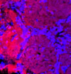 TRPC1 Antibody, Novus Biologicals:Antibodies:Primary Antibodies