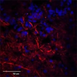 TRPC1 Antibody, Novus Biologicals:Antibodies:Primary Antibodies