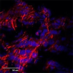 TRPC1 Antibody, Novus Biologicals:Antibodies:Primary Antibodies