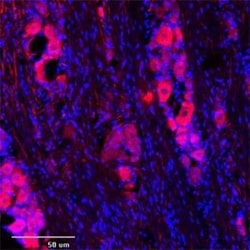 TRPC1 Antibody, Novus Biologicals:Antibodies:Primary Antibodies