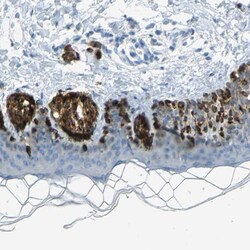 TRP2 Antibody, Novus Biologicals:Antibodies:Primary Antibodies