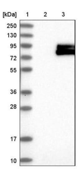 Tyrosylprotein Sulfotransferase 2/TPST2 Antibody, Novus Biologicals:Antibodies:Primary