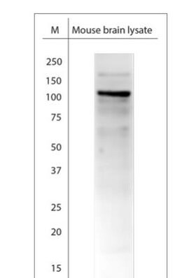 TRPA1 Antibody, Novus Biologicals 0.025 mL; Unconjugated:Antibodies, Polyclonal