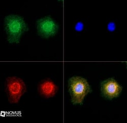 TRPM2 Antibody - BSA Free, Novus Biologicals:Antibodies:Primary Antibodies