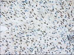TRPM4 Antibody (OTI10H5), Novus Biologicals 0.1mL; Unlabeled:Antibodies,