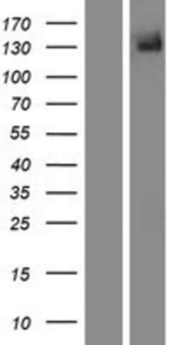 Novus Biologicals&trade;&nbsp;TRPM5 Overexpression Lysate
