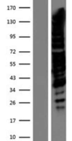 Novus Biologicals&trade;&nbsp;TRPS1 Overexpression Lysate