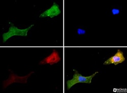 Vanilloid R1/TRPV1 Antibody - BSA Free, Novus Biologicals:Antibodies:Primary
