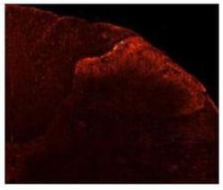 anti-Vanilloid R1/TRPV1, Polyclonal, Novus Biologicals 0.05mL; Unlabeled:Antibodies,