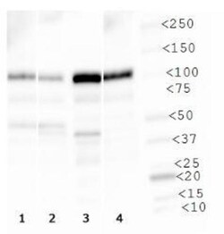 Vanilloid R1/TRPV1 Antibody - BSA Free, Novus Biologicals:Antibodies:Primary