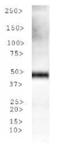 Tryptophan hydroxylase 2 Antibody - BSA Free, Novus Biologicals 0.1mL;