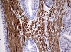 TSC1 Antibody (OTI3A2), Novus Biologicals 0.1mL; Unlabeled:Antibodies,