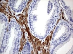TSC1 Antibody (OTI3A2), Novus Biologicals 0.1mL; Unlabeled:Antibodies,