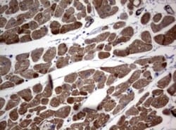 TSC1 Antibody (OTI3A2), Novus Biologicals 0.1mL; Unlabeled:Antibodies,