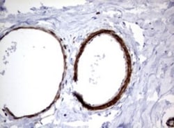 TSC1 Antibody (OTI3A2), Novus Biologicals 0.1mL; Unlabeled:Antibodies,