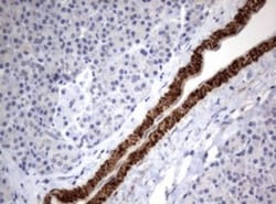 TSC1 Antibody (OTI3A2), Novus Biologicals 0.1mL; Unlabeled:Antibodies,