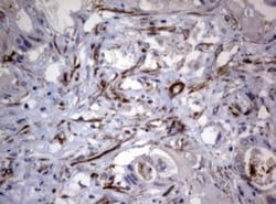 TSC1 Antibody (OTI3A2), Novus Biologicals 0.1mL; Unlabeled:Antibodies,